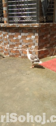 রাজহাঁস